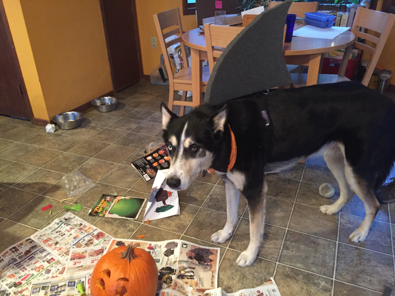Illustration for article titled Doggo has a halloween costume